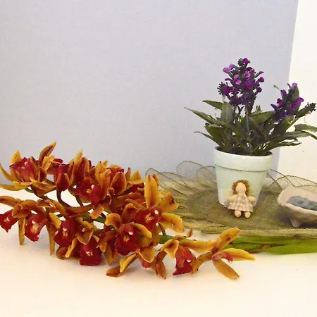 Orchidea *